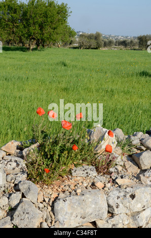 Apulische Landschaft Blick, Süditalien Stockfoto