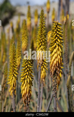 Aloe Vera, Gelb Aloe Stockfotografie - Alamy
