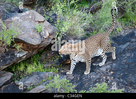 Leopard, Namibia, Afrika Stockfoto