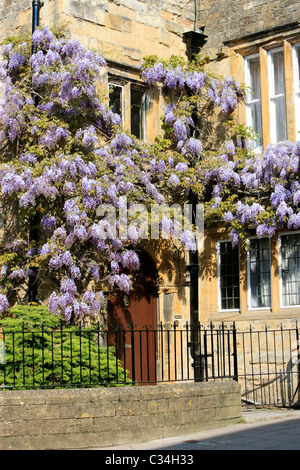 Glyzinien in voller Blüte an der Wand eines Hauses Stockfoto