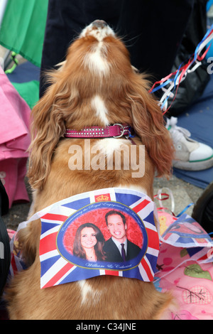 Besucher camping außerhalb Westminster Abbey, die königliche Hochzeit in London mit Hund mit Porträt von William und Kate, UK anzeigen Stockfoto