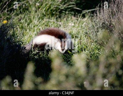 Wilde Skunk in Torres del Paine, Patagonien, Chile, Südamerika. Stockfoto