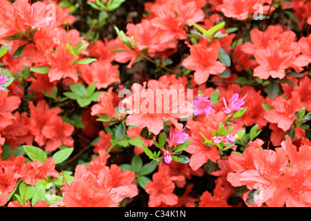 Frühlingsblumen in Isabella Plantation, Richmond Park Surrey England UK Stockfoto