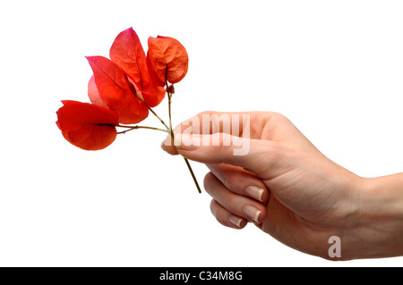 weibliche Hand halten bunte Blumen Stockfoto