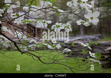 Great-Smoky-Mountains-Nationalpark, Tennessee - Hartriegel Blüte am John Oliver Ort in Cades Cove. Stockfoto