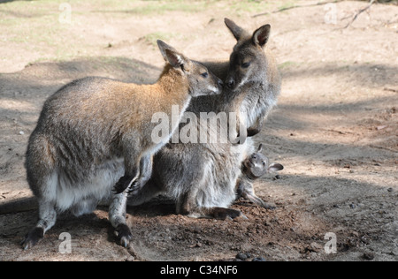 Familienbild der Bennetts Wallaby Macropus rufogriseus Stockfoto