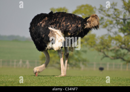 Südafrikanischen Strauß (Struthio Camelus Australis) Männchen Stockfoto