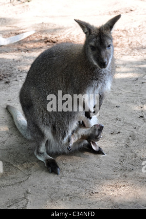 Mutter und Baby Bennetts Wallaby Macropus rufogriseus Stockfoto