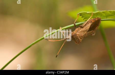 Coreus marginatus Stockfoto