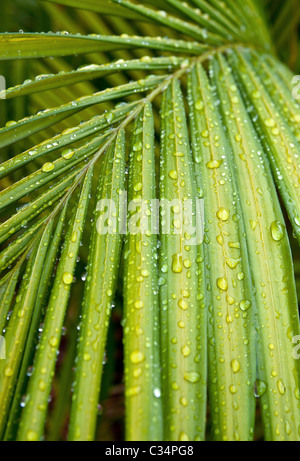 Palmblätter mit Regentropfen auf Ihnen Stockfoto