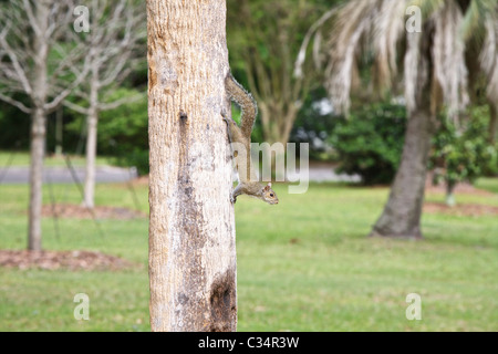 Eine östliche graue Eichhörnchen (Sciurus Carolinensis) ist in einer Warnung Position auf dem Stamm einer Palme. Stockfoto