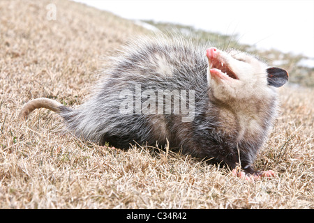 Eine gemeinsame Opossum erscheint schmunzeln, da es an einem Wintertag knurrt.  Es gibt Schnee im Hintergrund und auf das Opossum Fell. Stockfoto