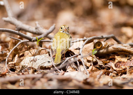 Ovenbird Stockfoto