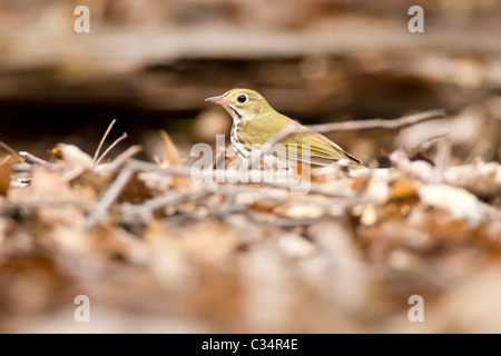 Ovenbird Stockfoto