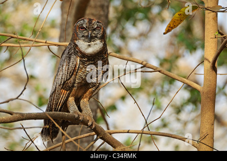 Fleckige Holz Eule (Strix Ocellata) im Gir National Park, Gujarat, Indien Stockfoto