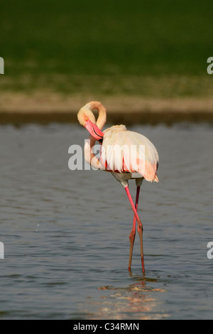 Rosaflamingo (Phoenicopterus Roseus) seine Federn putzen Stockfoto