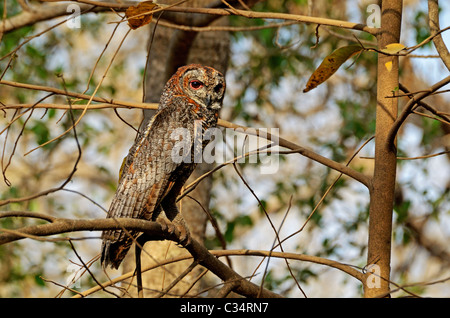 Fleckige Holz Eule (Strix Ocellata) im Gir National Park, Gujarat, Indien Stockfoto