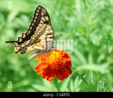 Schmetterling (Papilio Machaon) sitzt auf der Blume (Ringelblume) Stockfoto