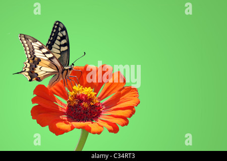 Schmetterling (Papilio Machaon) sitzt auf der Blume (Zinnien) über saubere Grean Hintergrund Stockfoto