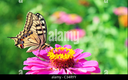 Schmetterling (Papilio Machaon) sitzt auf der Blume (Zinnia) Stockfoto