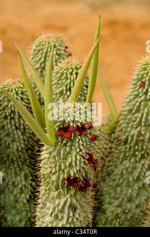 Hoodia Pilifera mit Blüten und Samenkapseln, saftigen Kindergarten Vanrhynsdorp, Westkap, Namaqualand, Südafrika Stockfoto