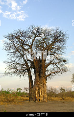 Baboab Baum (Adansonia digitata) in der Afrikanischen Savanne während der trockenen Jahreszeit, Savuti Nationalpark, Botswana Stockfoto