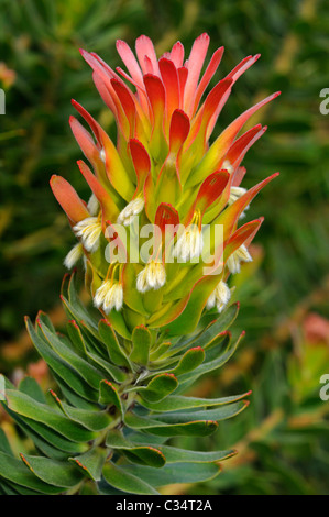 Rot-crested Pagode, Mimetes Cullatus, Proteaceae, Cape Point Nature Reserve, Provinz Western Cape, Südafrika Stockfoto