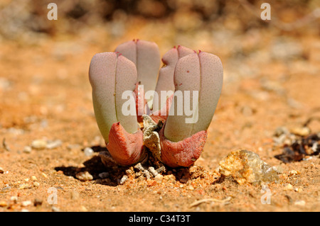 Cheiridopsis SP. in Lebensraum, Mittagsblumengewächsen, Mesembs, Goegap Nature Reserve, Namaqualand, Südafrika Stockfoto