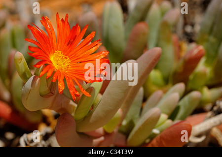 Malephora SP. in Lebensraum, Mittagsblumengewächsen, Mesembs, Goegap Nature Reserve, Namaqualand, Südafrika Stockfoto