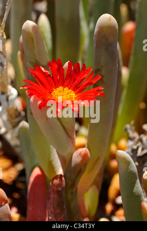 Malephora SP. in Lebensraum, Mittagsblumengewächsen, Mesembs, Goegap Nature Reserve, Namaqualand, Südafrika Stockfoto