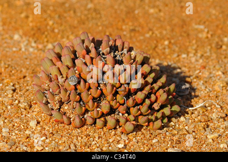 Cheiridopsis SP. in Lebensraum, Polster bildende Zwergform, Mesembs, Mittagsblumengewächsen, Goegap Nature Reserve, Namaqualand, Südafrika Stockfoto