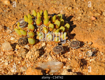 Cheiridopsis SP. in Lebensraum, Polster bildende Zwergform, Mesembs, Mittagsblumengewächsen, Goegap Nature Reserve, Namaqualand, Südafrika Stockfoto