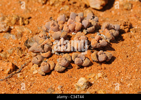 Titanopsis SP., in Lebensraum, Mittagsblumengewächsen, Mesembs, Mimikry Pflanze, Goegap Nature Reserve, Namaqualand, Südafrika Stockfoto