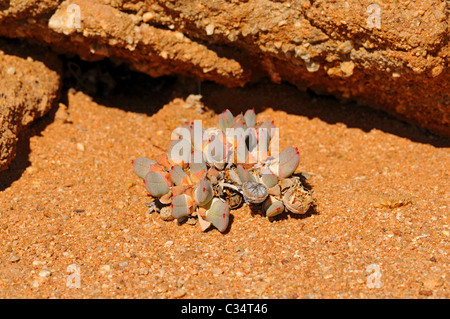 Cheiridopsis SP. in Lebensraum, Polster bildende Zwergform, Mesembs, Mittagsblumengewächsen, Goegap Nature Reserve, Namaqualand, Südafrika Stockfoto