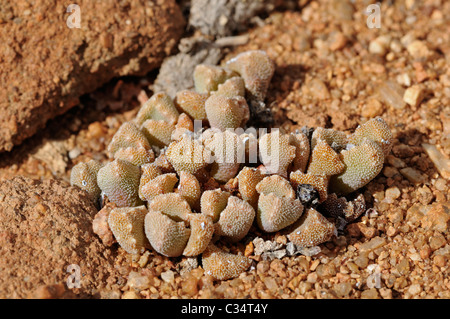 Titanopsis SP., in Lebensraum, Mittagsblumengewächsen, Mesembs, Mimikry Pflanze, Goegap Nature Reserve, Namaqualand, Südafrika Stockfoto