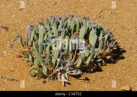 Cheiridopsis SP. in Lebensraum, Mittagsblumengewächsen, Mesembs, Goegap Nature Reserve, Namaqualand, Südafrika Stockfoto