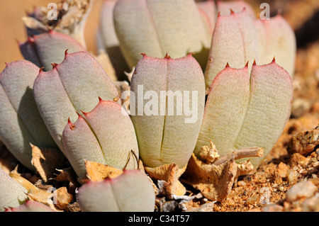 Cheiridopsis SP., Kissen bilden Zwergform, Mittagsblumengewächsen, Mesembs, Goegap Nature Reserve, Namaqualand, Südafrika Stockfoto