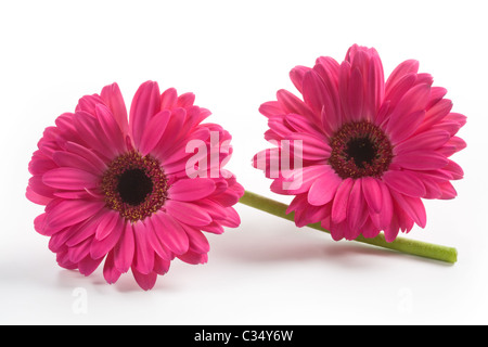 Zwei Gerbera Daisy Blumen auf weißem Hintergrund Stockfoto