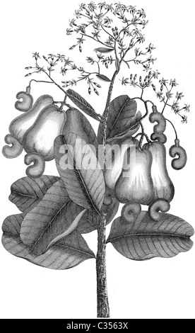 Buchillustration des 19. Jahrhunderts, 9. Ausgabe der Encyclopaedia Britannica, Cashew-Nuss-Baum (1875) entnommen Stockfoto