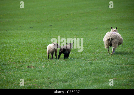 Wollgras im Mallerstang-Tal in der Nähe von Kirkby Stephen Stockfoto