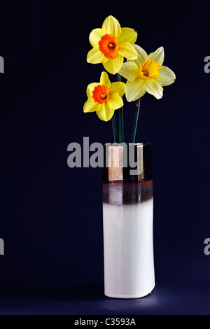 Stillleben mit drei Narzissen in einer steinernen Vase vor einem schwarzen Hintergrund. Stockfoto