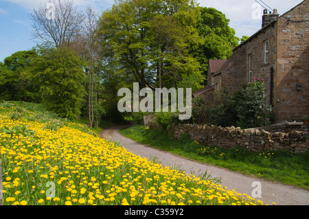 Wollgras im Mallerstang-Tal in der Nähe von Kirkby Stephen Stockfoto