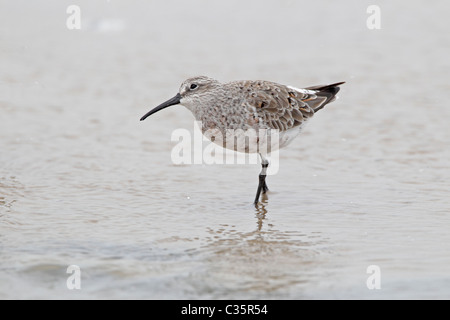 Sichelstrandläufer in teilweise Zucht Gefieder Stockfoto