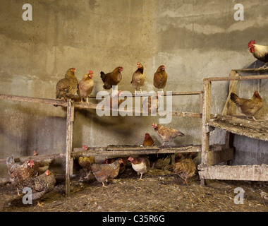 Freilandhaltung Huhn auf Post, Island Stockfoto