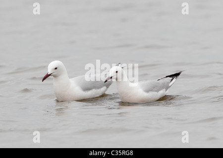 Zwei schlank-billed Möwen schwimmen auf einer Salzpfanne in Spanien Stockfoto