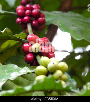 Kaffeebohnen, Kaffee-Pflanze in einem Bauernhof in Süd-Indien Stockfoto