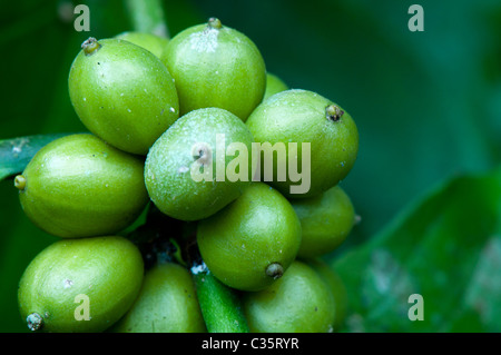 Kaffeebohnen, Kaffee-Pflanze in einem Bauernhof in Süd-Indien Stockfoto
