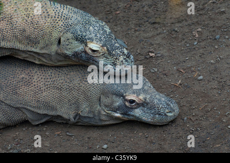 Nahaufnahme eines Paares von Komodo-Warane. Stockfoto