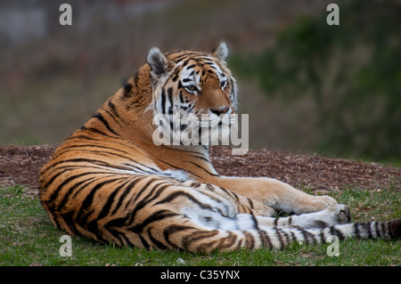 Ein Blick auf Sumatra-Tiger. Stockfoto