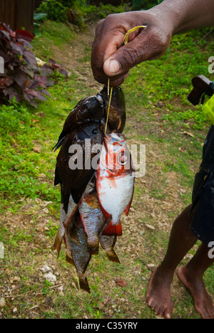 Frischer Fisch auf der Tuchmacher, San San, in der Nähe von Frenchmans Cove, Portland, Jamaica. Stockfoto